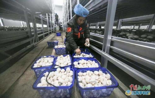 新余報道 江西中田投資12億工廠化生產(chǎn)有機(jī)蘑菇
